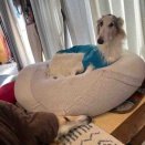 コタツ大好き。