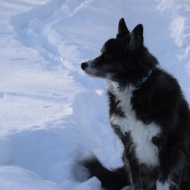 【犬のいる幸せ】あれ！いいかも？とプライドをかなぐり捨てる（笑）