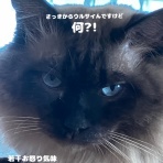 のっぴきならない。