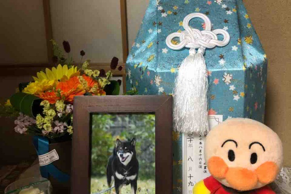 柴犬JAMの3ﾜﾝﾊﾟﾗﾀﾞｲｽ♪