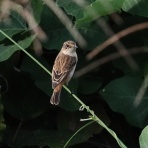 花鳥風枝