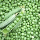 豆由来フェリチン鉄の熱安定性