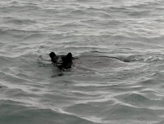 【悲報】熊、ついに海へ進出（※画像あり）