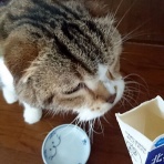 にゃんこ三昧な生活