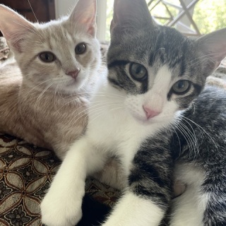 吾閑荘（あかんそう）だより