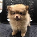 ポメラニアンちゃん♀