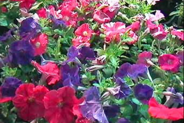 ペチュニア 簡易庭園