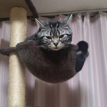 実物のﾈｺﾁｬﾝたちセカンド91