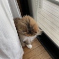 猫探し