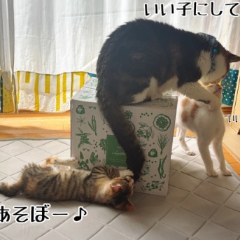 シュウさまはスイカ。