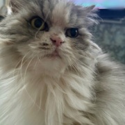 じゃれ合い相手を探している猫と猫トイレのお話