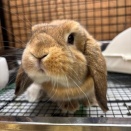 ロップちゃんご紹介～！！