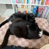 【ポチクロ猫日記】ついに並んで寝たぞ！【新入り猫】