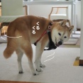 くるくる回るシニア犬貫太の動画