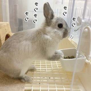 ブンチョ日誌