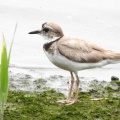 2026年7月12日の野鳥公園