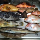 若狭湾S沖ボート釣り（2026年5月7日・1回目）・・・久しぶりのリハビリ釣行、チョボグリアタックが功を奏す