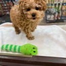 新しいワンちゃん🐶ネコちゃん🐱の紹介