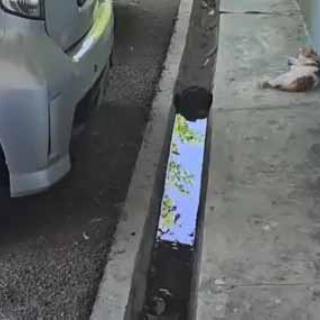 猫の動画 ねこわん！