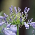 梅雨の花 咲き誇る