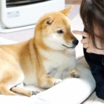 柴わんこと暮らす日々