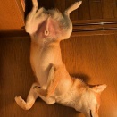 風太の日記！　12月11日 / しつけ教室で動物病院！