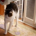 猫に小判を与えたら。 埋蔵金:千八百伍拾参両 遊びに行きたい。