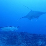 石垣島ダイビングブログ