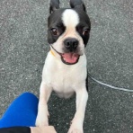 保護犬 ～預かり日記～