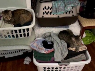 畳んだ洗濯物の上に1匹ずつ収まる猫たち「箱で、清潔で、あったかい。しかも乗ったら怒られる」【海外の反応】