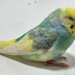 ぷりんとめぐみ♪