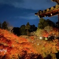 東福寺の夜間参拝