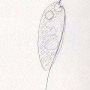 Metanema sp.　？　無色・２本の鞭毛をもつユーグレナ類