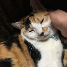 柴犬どんぐり三毛猫たんぽぽ ふみふみ Powered By ライブドアブログ