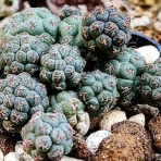 ユーフォルビア・オベサ・ドットコム