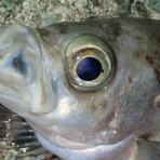  釣果で証明する釣りの理論 ── 私が思うところ。