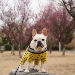 ﾌﾚﾝﾁﾌﾞﾙﾄﾞｯｸﾞまさお日記