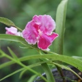 ウチョウラン　朱花兜