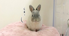うさぎのルリ(6/20追記)