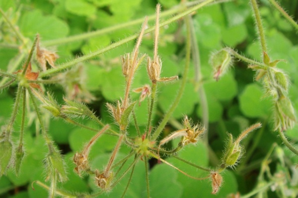 Kochan S ベランダ菜園blog マンションガーデニング 家庭菜園 仙台グルメ キャンペーン情報等 ペパーミントゼラニウム