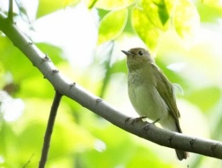 9月の野鳥予報