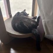 【猫写真】リラックス中のシニア猫