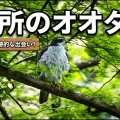 某所でオオタカに合えた