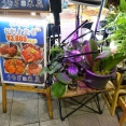 豊洲市場　米花４７７