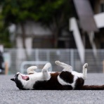 猫写真家・沖 昌之のブログ　野良ねこちゃんねる。　