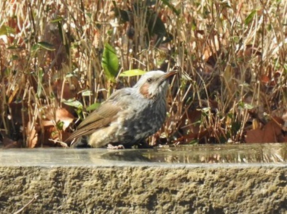 2025年3月1日の野鳥公園