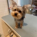 トリミングブログ　ヨークシャテリア　シャンプーセット　橋本