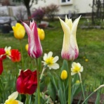 うずらとおかあちゃんの日記