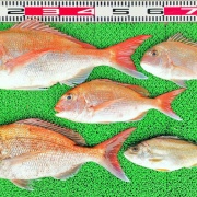 2026年4月9日　釣果