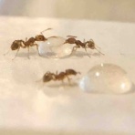 ありを眺めながら覚書　ありメモ